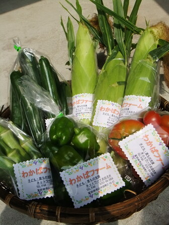 畑で採れた夏野菜(きゅうり とうもろこし ししとう ピーマン トマト)を野菜の種類毎に入れた、「わかばファーム」と書かれたラベルの付いた透明な小袋が複数、かごに入っている。