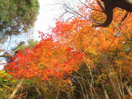 紅葉した木々を下から撮った写真