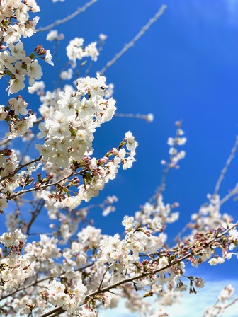満開の桜の枝と青空