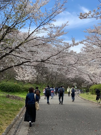 通路に桜の大枝がいくつも覆いかぶさってトンネルの様になっている