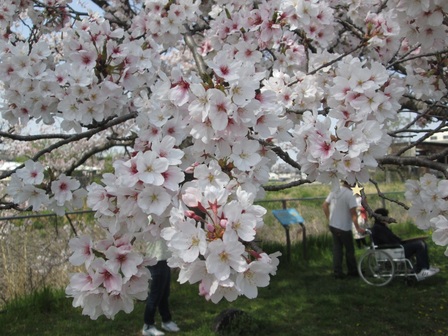 桜の枝のクローズアップ