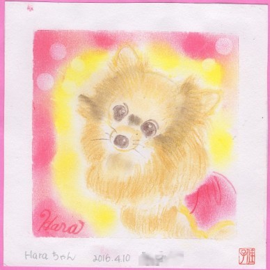 茶色の小型犬 "Hara ちゃん" 2016.4.10